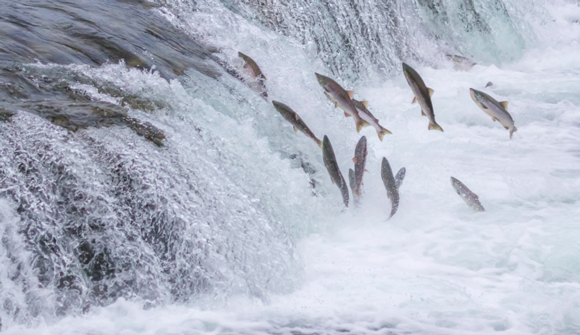 Going against the tide